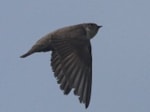 Rarity finders Crag Martin on Hernar – a first for Norway