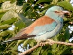 British Birds Trust approves grants totalling £6,000