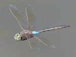 British Dragonfly Society Migrant dragons benefit from late warm weather