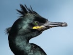 Research Endoscopy helps study seabird parasite burden