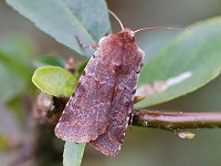 Moths of the season: Spring Quakers and Drabs, Part II - BirdGuides