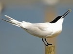 BTO Sandwich Tern sightings needed
