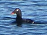 Rarity finders White-winged Scoter, Lothian