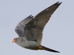 Focus On Red-footed Falcon