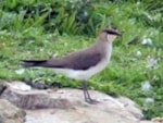 Rarity finders Black-winged Pratincole in Northumberland