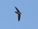 Rarity finders Chimney Swift on Lewis