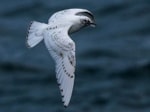 Research Sea ice crucial to annual movement patterns of Canadian Ivory Gulls