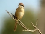 Rarity finders Brown Shrike - a first for Spain