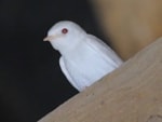 Articles An albino Barn Swallow in Gloucestershire