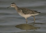 Focus On Green and Wood Sandpipers