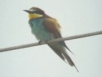 Articles Breeding Bee-eaters in Herefordshire