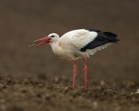 Patchwork Challenge April 2016 Birdguides