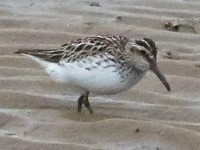 Patchwork Challenge June 2016 Birdguides