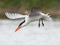 Patchwork Challenge July 2016 Birdguides