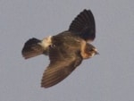 Rarity finders Cliff Swallow in Suffolk