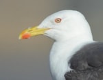 BTO Hebridean gull decline linked to loss of fishing discards