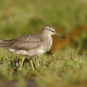 Rarity finders: Grey-tailed Tattler in the Azores
