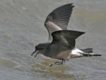 Focus On How to see Leach's Storm-petrel off Britain and Ireland