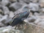 Rarity finders The European Roller in Cleveland