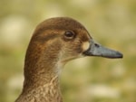 Focus On Identifying female Green-winged and Baikal Teal