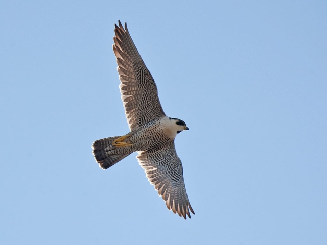 Birds of prey  Derbyshire Wildlife Trust