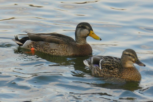 Drake Black Duck