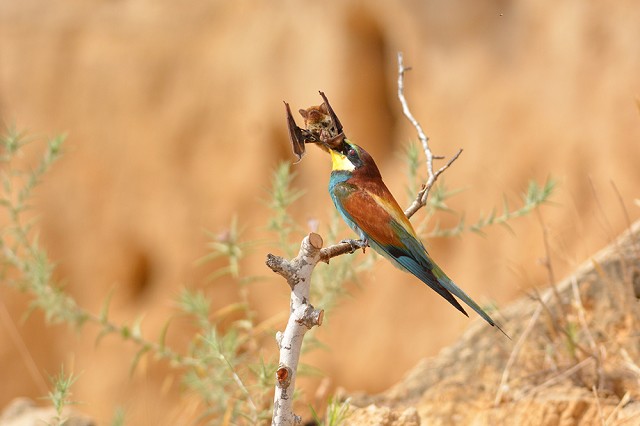 Astonishing photo sequence depicts Bee-eater apparently preying on bat -  BirdGuides
