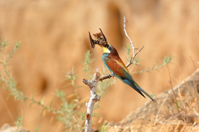 Astonishing photo sequence depicts Bee-eater apparently preying on bat - BirdGuides Astonishing photo sequence depicts Bee-eater apparently preying on bat - BirdGuides