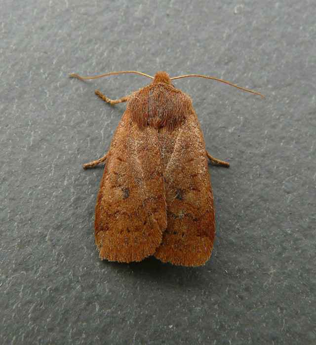 Different Types Of Brown Moths