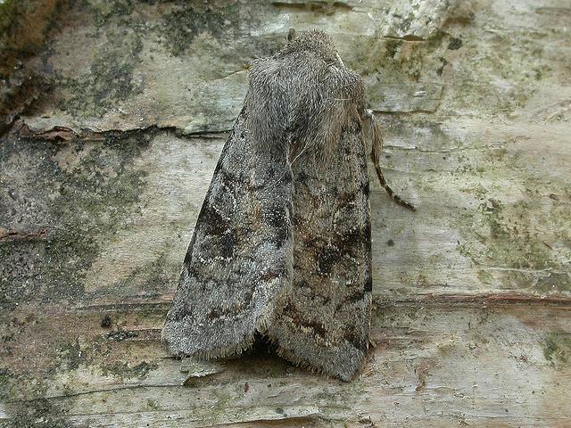 Moth News: Winter moths 2010 - 2011 - BirdGuides