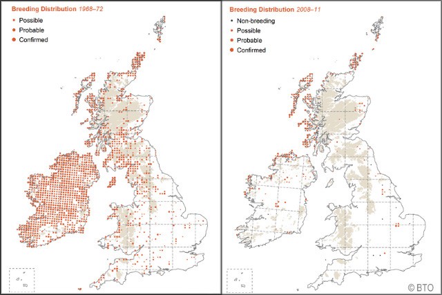 Britain & Ireland's birds mapped digitally for the first time - BirdGuides