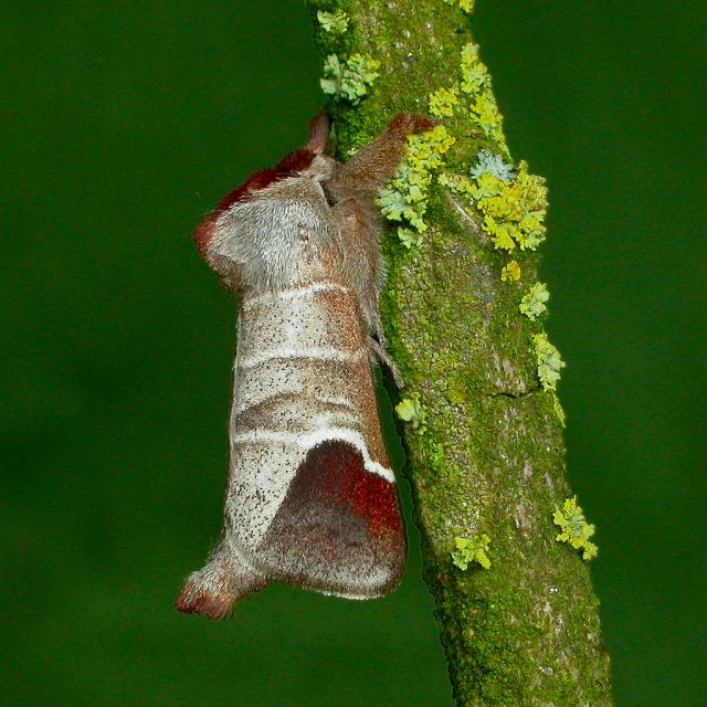 Moths of the season: mid-April to mid-May - BirdGuides
