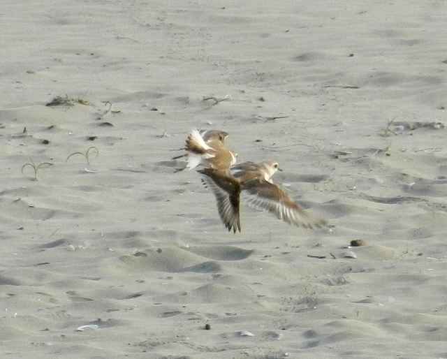 A new breeding ground for Whitefaced Plover discovered in South China BirdGuides