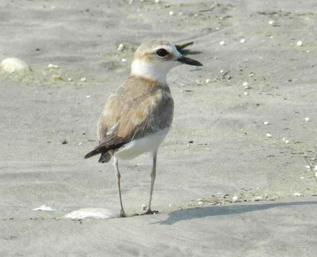 A new breeding ground for Whitefaced Plover discovered in South China BirdGuides