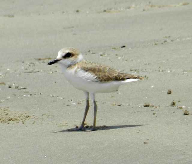 A new breeding ground for Whitefaced Plover discovered in South China BirdGuides