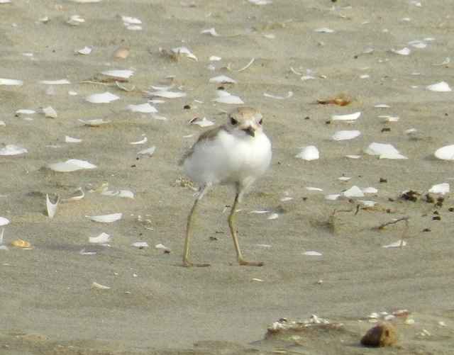 A new breeding ground for Whitefaced Plover discovered in South China BirdGuides