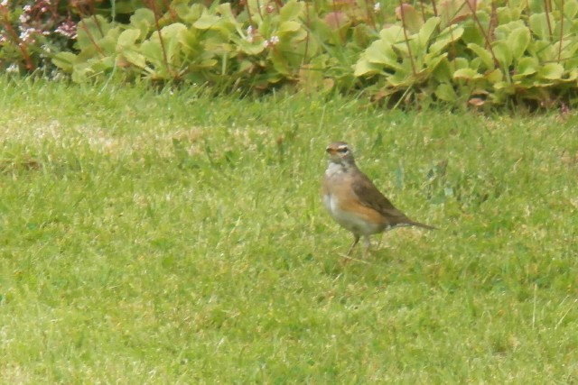 Rarity finders: Eyebrowed Thrush on Whalsay - BirdGuides