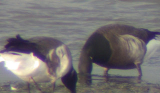 Focus On: Winter Geese - Part 2 - BirdGuides