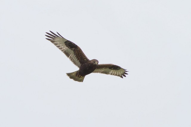 juvenile rough legged hawk