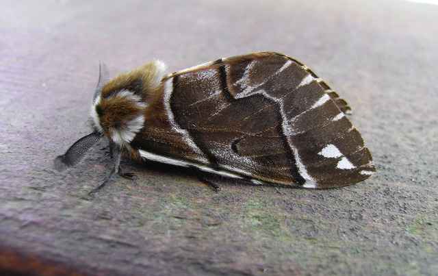 Types Of Moths In Scotland
