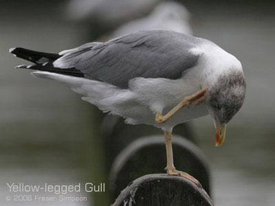 Azorean Yellow Legged Gull