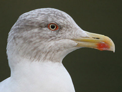 Azorean Yellow Legged Gull