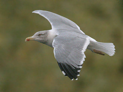 Azorean Yellow Legged Gull