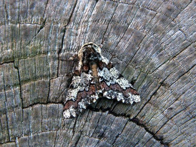 Moths of the season: March to early April - BirdGuides