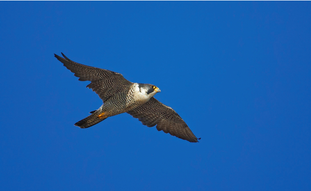 Falcon, Bird of Prey, Hunting & Migration