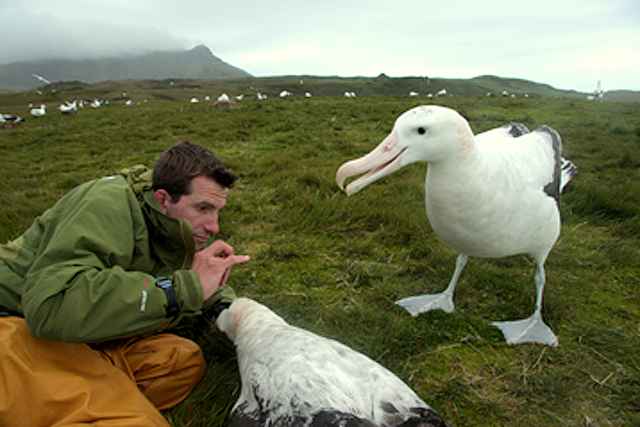 Wandering Albatross Compared Human