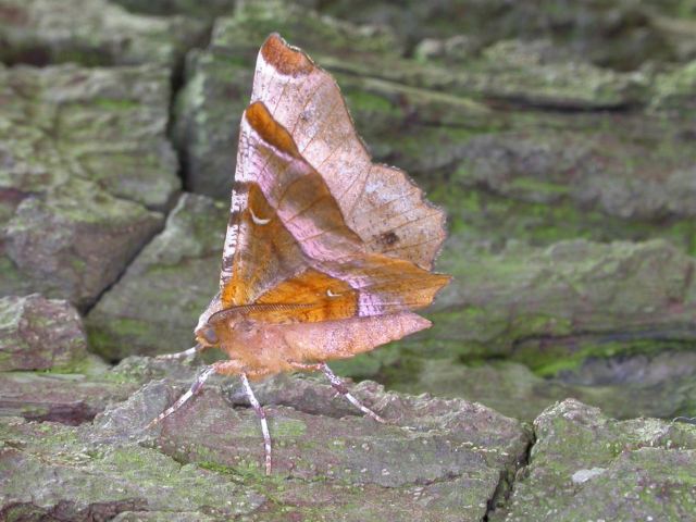 Moths of the season: mid-April to mid-May - BirdGuides