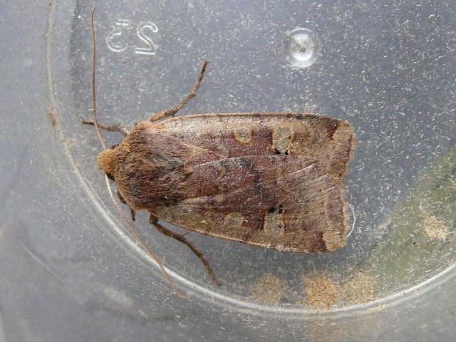 Moth News: Winter moths 2010 - 2011 - BirdGuides