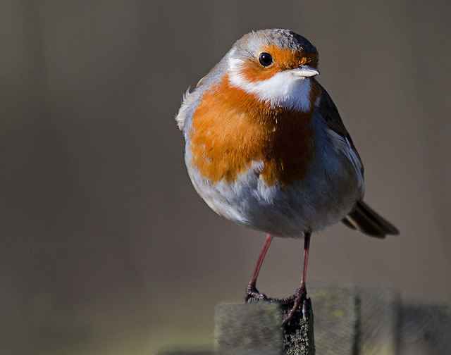 Santa Robin - BirdGuides