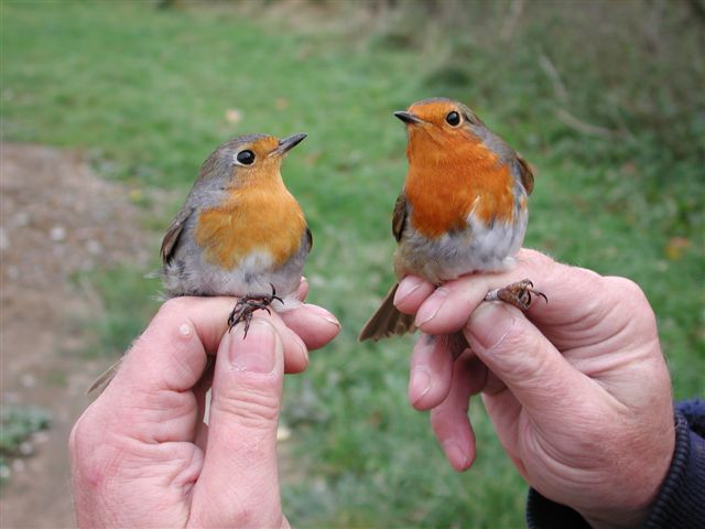 Male And Female Robins